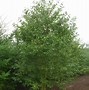 Image result for Prunus cerasus Schaarbeekse Kriek