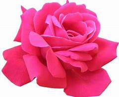 Image result for Dark Pink Roses