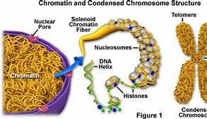 Image result for Chromatin Fiber
