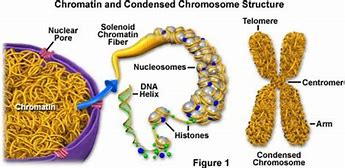Image result for Chromatin Function Cell