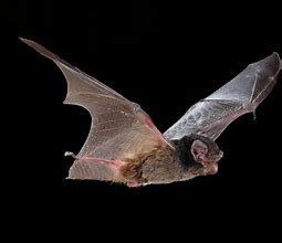 Image result for Cute Microbats