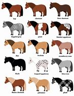 Image result for Horse Breeds UK Chart