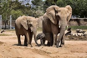 Image result for Baby Elephant at Reid Park Zoo