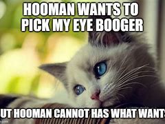 Image result for Hooman Cat Meme