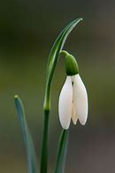 Image result for Galanthus Anglesey Orange Tip