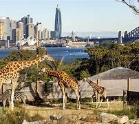 Image result for Taronga Zoo Ở Sydney Australia