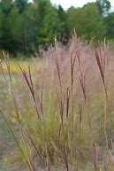 Image result for Andropogon gerardii Prairie Sommer