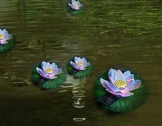 Image result for Solar Lighted Water Lilies