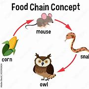 Image result for Food Chain Cartoon with Rat