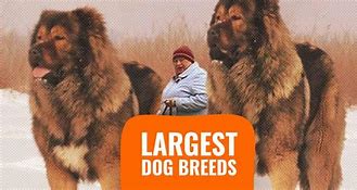 Image result for Highest Dog Breed