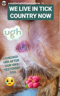 Image result for Dog Has Tick Under Skin