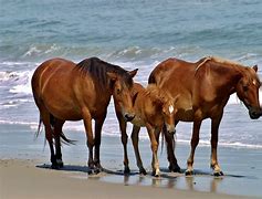 Image result for Wild Horses On Beach