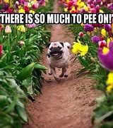 Image result for A Dog Pee Meme