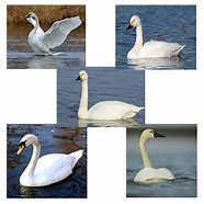 Image result for Swan Species