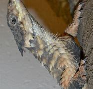 Image result for cordylus