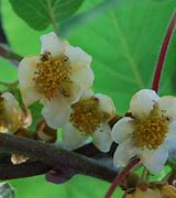 Bildergebnis für ACTINIDIA DELICIOSA ATLAS