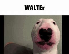 Image result for Walter Meme Profile Picture