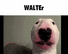 Image result for Walter White Dog Meme