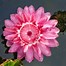 Image result for Victoria Lily Pad PC Wallpaper