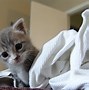 Image result for Funny Kitty Pics