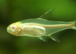 Image result for GlowLight Tetra Fish