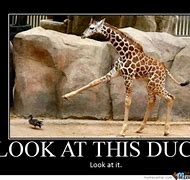 Image result for Good Morning Giraffe Meme