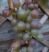 Image result for Vitis Roland