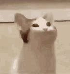 Image result for White Cat Low Quality GIF Meme