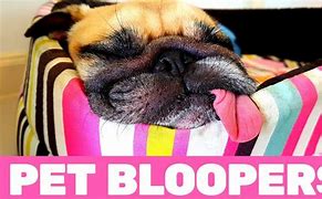 Image result for Funny Animal Bloopers