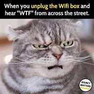 Image result for 25 Funny Cat Memes