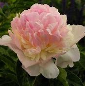 Image result for Paeonia lactiflora Angel Cheeks