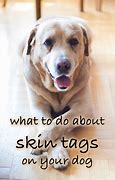 Image result for dog skin tags