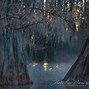 Image result for Texas Swamps
