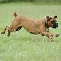 Image result for Group of Dogs Running