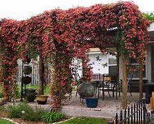 Image result for Pergola with Climbing Plants