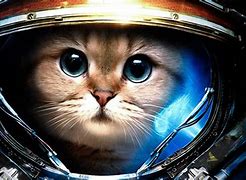 Image result for Cat Wearing Astronaut Helmet