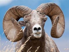 Image result for Bighorn sheep