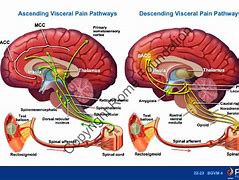 Image result for Ascending Pain Pathway
