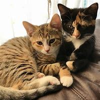 Image result for Cute Cat Friends