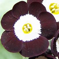 Image result for Primula auricula Douglas Black