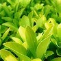 Image result for Funny Green Wallpaper