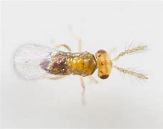 Image result for "trichogramma-wasp"