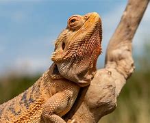 Image result for Bearded Dragon Lizard