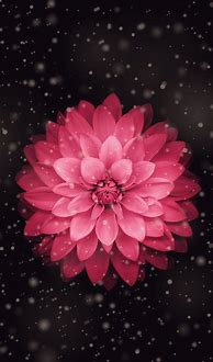 Image result for iPhone Flower Wallpaper for Laptop