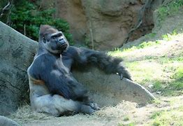 Image result for Bronx Zoo Animals List