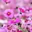 Image result for Flower Wallpaper iPhone XR