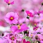 Image result for Bing Wallpaper Flowers