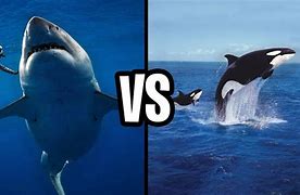 Image result for Killer Whale and Great White Shark