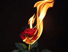 Image result for Rose On Fire Background