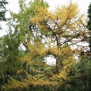 Image result for Larix kaempferi Madurodam